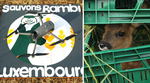 L'ASBL Sauvons Bambi Luxembourg recrute des pilotes de drone bénévoles