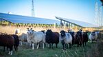 Moutons paissant près de la centrale agrivoltaïque de Junglinster