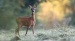 Une biche dans la forêt au Grand-Duché de Luxembourg