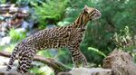 Ocelot, digne représentant de la biodiversité