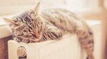 Un chaton dort sur le radiateur - Il est serein, il a un bon contrat de gaz naturel