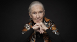 Jane Goodall