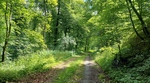 forêt communale de Contern