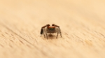 l'araignée sauteuse colorée Saitis barbipes
