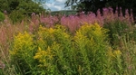 Solidago canadensis