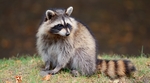 L'ascaris du raton laveur : une vigilance importante s'impose