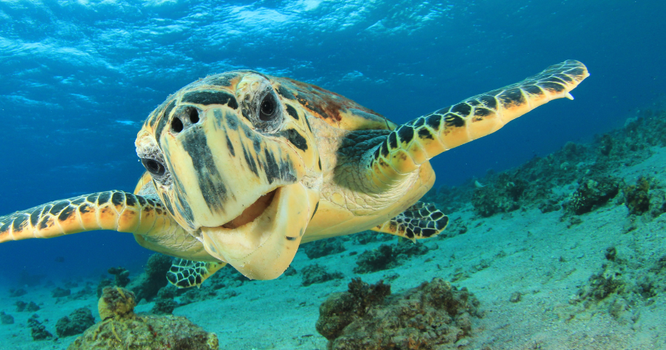 Coral Reefs their values, threats and future